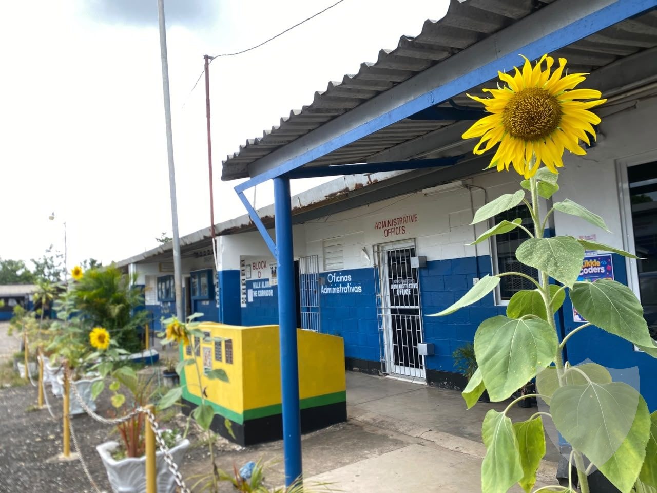Sunflowers on Campus