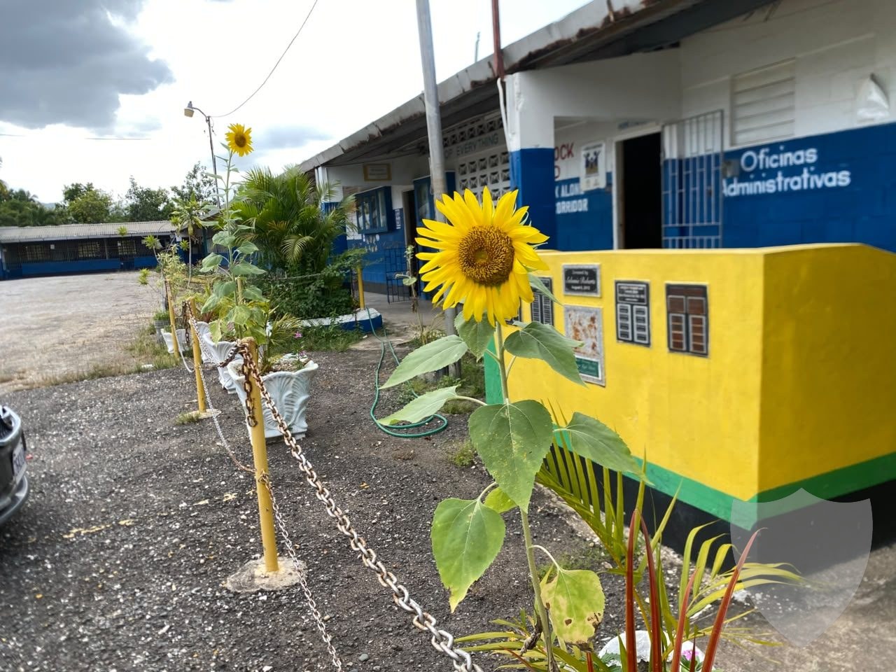 Our School Garden in Bloom